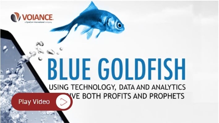 Blue goldfish.jpg